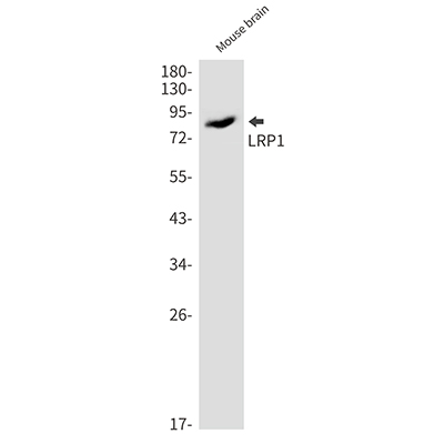 LRP1 Rabbit Monoclonal Antibody | 兔单抗 | EnkiLife恩玑生命