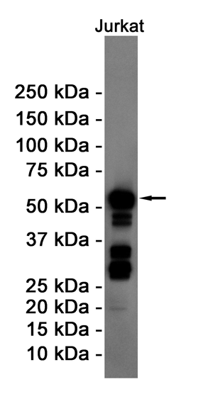 Cyclin B1 Rabbit Monoclonal Antibody | 兔单抗 | EnkiLife恩玑生命