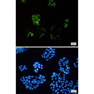 Cyclin B1 Rabbit Monoclonal Antibody | 兔单抗 | EnkiLife恩玑生命