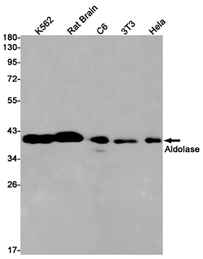 ALDOA Rabbit Monoclonal Antibody | 兔单抗 | EnkiLife恩玑生命