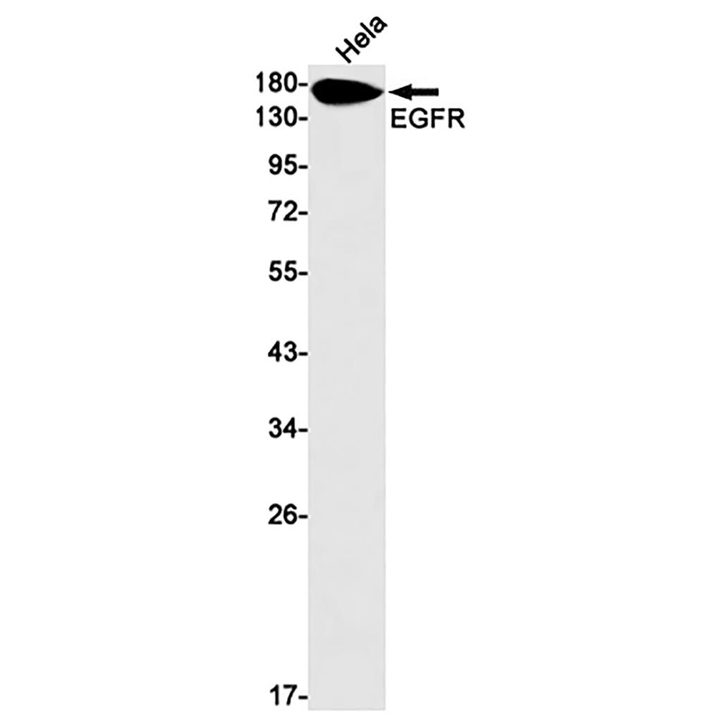 EGFR Rabbit Monoclonal Antibody | 兔单抗 | EnkiLife恩玑生命