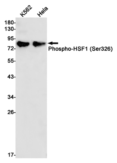 Phospho-HSF1 (Ser326) Rabbit Monoclonal Antibody | 兔单抗 | EnkiLife恩玑生命