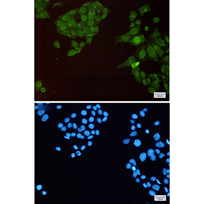 Phospho-HSF1 (Ser326) Rabbit Monoclonal Antibody | 兔单抗 | EnkiLife恩玑生命