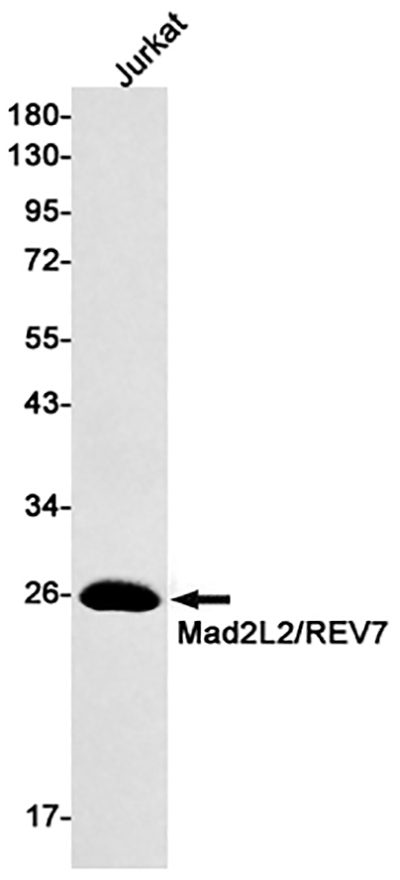 MAD2L2 Rabbit Monoclonal Antibody | 兔单抗 | EnkiLife恩玑生命