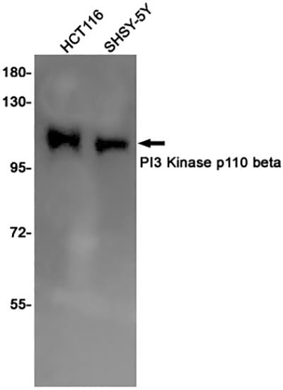 PI3 Kinase p110 beta Rabbit Monoclonal Antibody | 兔单抗 | EnkiLife恩玑生命