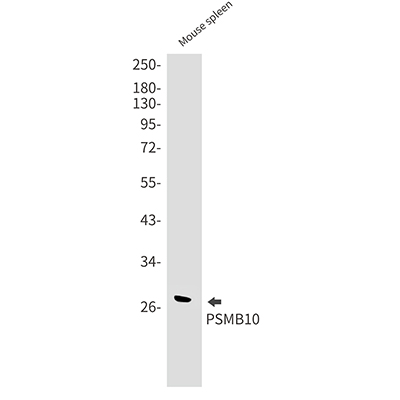 PSMB10 Rabbit Monoclonal Antibody | 兔单抗 | EnkiLife恩玑生命