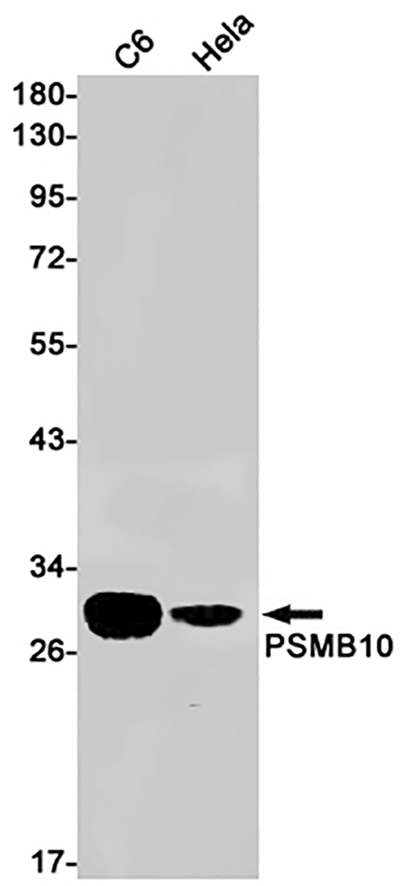 PSMB10 Rabbit Monoclonal Antibody | 兔单抗 | EnkiLife恩玑生命