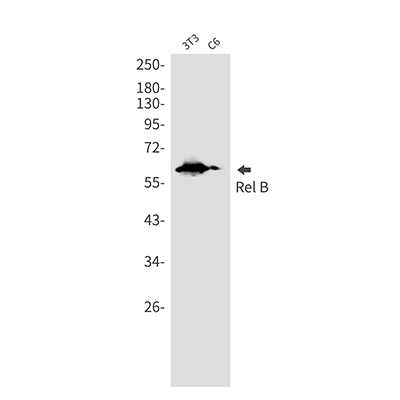 Rel B Rabbit Monoclonal Antibody | 兔单抗 | EnkiLife恩玑生命