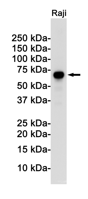 Rel B Rabbit Monoclonal Antibody | 兔单抗 | EnkiLife恩玑生命
