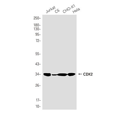 CDK2 Rabbit Monoclonal Antibody | 兔单抗 | EnkiLife恩玑生命
