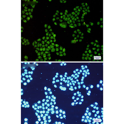 CDK2 Rabbit Monoclonal Antibody | 兔单抗 | EnkiLife恩玑生命