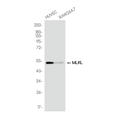 MLKL Rabbit Monoclonal Antibody | 兔单抗 | EnkiLife恩玑生命