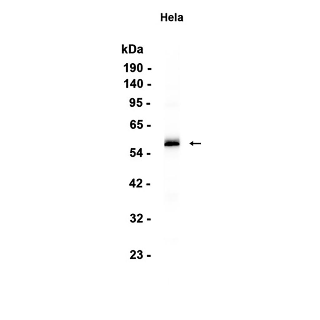 Phospho-IRF3 (S386) (7S3) Rabbit Monoclonal Antibody | 兔单抗 | EnkiLife恩玑生命