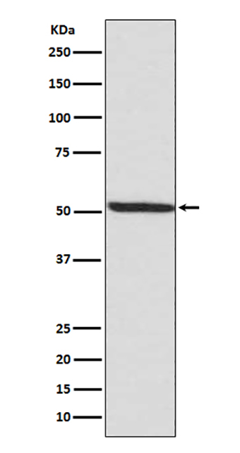 Phospho-IRF3 (Ser386) (9P16) Rabbit Monoclonal Antibody | 兔单抗 | EnkiLife恩玑生命