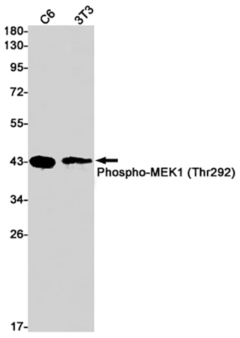 Phospho-MEK1 (S298) (12M10) Rabbit Monoclonal Antibody | 兔单抗 | EnkiLife恩玑生命