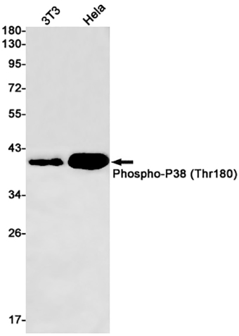 Phospho-p38 (T180) (2N7) Rabbit Monoclonal Antibody | 兔单抗 | EnkiLife恩玑生命
