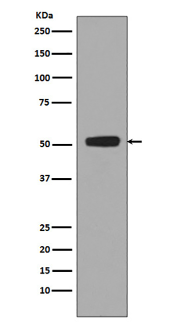 Phospho-p53 (S376) (15J12) Rabbit Monoclonal Antibody | 兔单抗 | EnkiLife恩玑生命