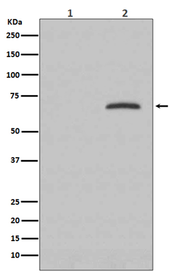 Phospho-Paxillin (Y118) (19J11) Rabbit Monoclonal Antibody | 兔单抗 | EnkiLife恩玑生命