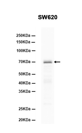 Phospho-Raf1 (Ser259) (4T6) Rabbit Monoclonal Antibody | 兔单抗 | EnkiLife恩玑生命
