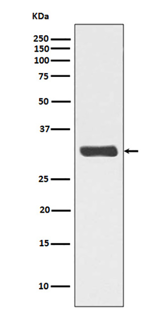 Phospho-RPA2 (T21) (8Y1) Rabbit Monoclonal Antibody | 兔单抗 | EnkiLife恩玑生命