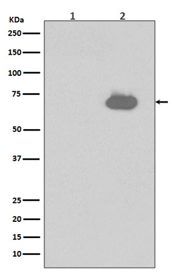 Phospho-SHP2 (Y542)  (7K17) Rabbit Monoclonal Antibody | 兔单抗 | EnkiLife恩玑生命