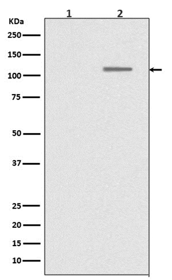 Phospho-SIRT1 (S47) (2Y6) Rabbit Monoclonal Antibody | 兔单抗 | EnkiLife恩玑生命