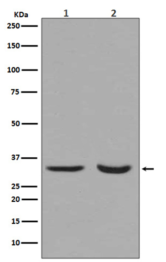 active + pro Caspase 3   (3L14) Rabbit Monoclonal Antibody | 兔单抗 | EnkiLife恩玑生命