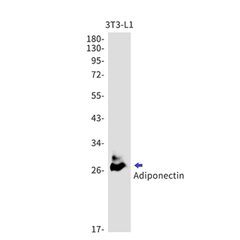 Adiponectin (11Y8) Rabbit Monoclonal Antibody | 兔单抗 | EnkiLife恩玑生命