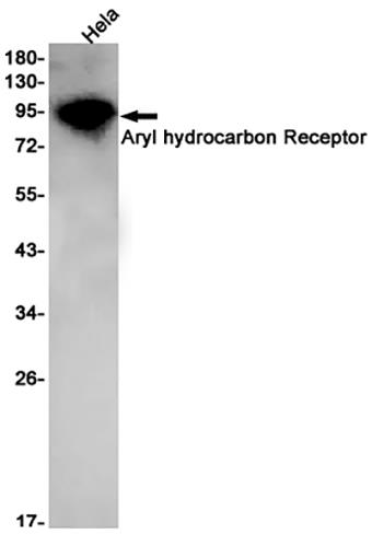 AhR (3U15) Rabbit Monoclonal Antibody | 兔单抗 | EnkiLife恩玑生命