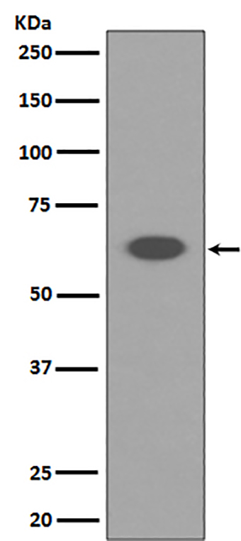 AIF (11G15) Rabbit Monoclonal Antibody | 兔单抗 | EnkiLife恩玑生命
