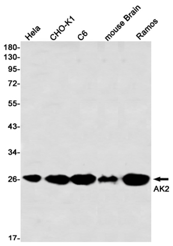 AK2 (2F12) Rabbit Monoclonal Antibody | 兔单抗 | EnkiLife恩玑生命