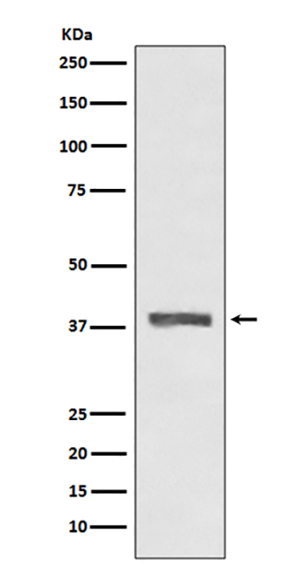 AMPK beta 1 (3Y15) Rabbit Monoclonal Antibody | 兔单抗 | EnkiLife恩玑生命