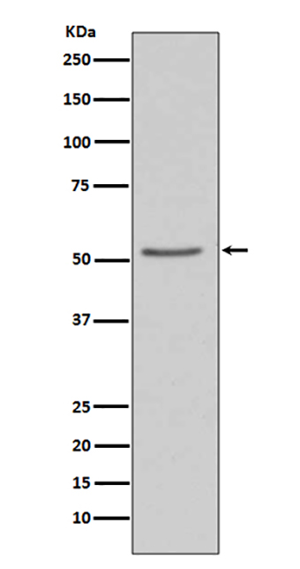 Angiotensinogen (15J4) Rabbit Monoclonal Antibody | 兔单抗 | EnkiLife恩玑生命