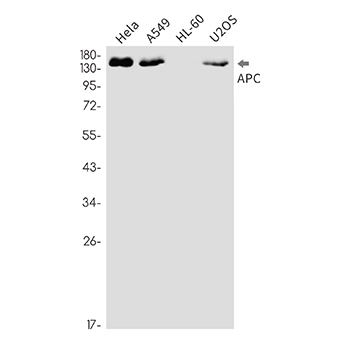 APC (19Y7) Rabbit Monoclonal Antibody | 兔单抗 | EnkiLife恩玑生命