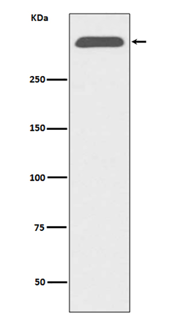 ApoB (17G7) Rabbit Monoclonal Antibody | 兔单抗 | EnkiLife恩玑生命