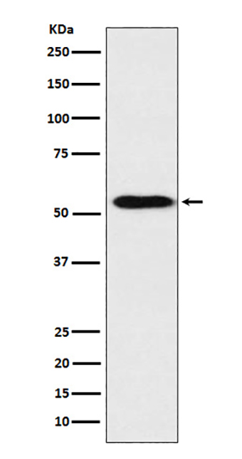 ApoH (4D12) Rabbit Monoclonal Antibody | 兔单抗 | EnkiLife恩玑生命