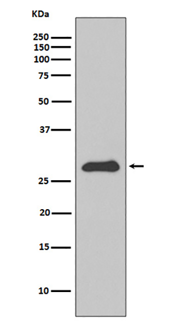 Apolipoprotein A1 (16D14) Rabbit Monoclonal Antibody | 兔单抗 | EnkiLife恩玑生命