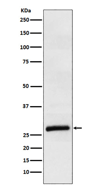ApoM (11W2) Rabbit Monoclonal Antibody | 兔单抗 | EnkiLife恩玑生命