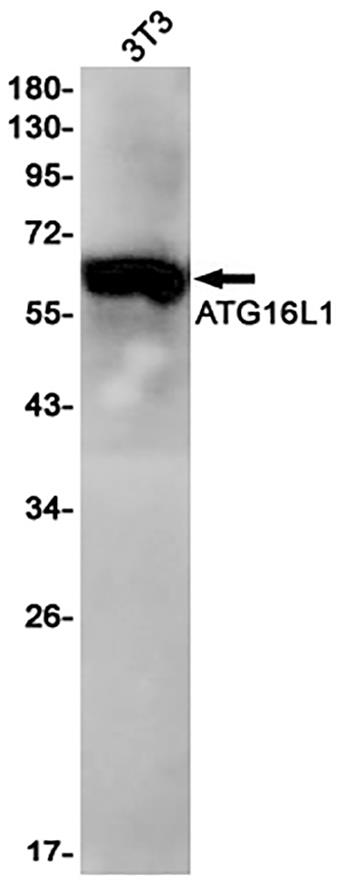 Atg16L1 (3X18) Rabbit Monoclonal Antibody | 兔单抗 | EnkiLife恩玑生命