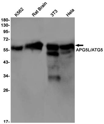 ATG5 (13F16) Rabbit Monoclonal Antibody | 兔单抗 | EnkiLife恩玑生命