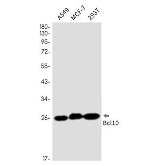 Bcl10 (4I12) Rabbit Monoclonal Antibody | 兔单抗 | EnkiLife恩玑生命