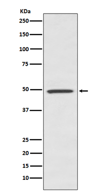 BMP7 (2E15) Rabbit Monoclonal Antibody | 兔单抗 | EnkiLife恩玑生命
