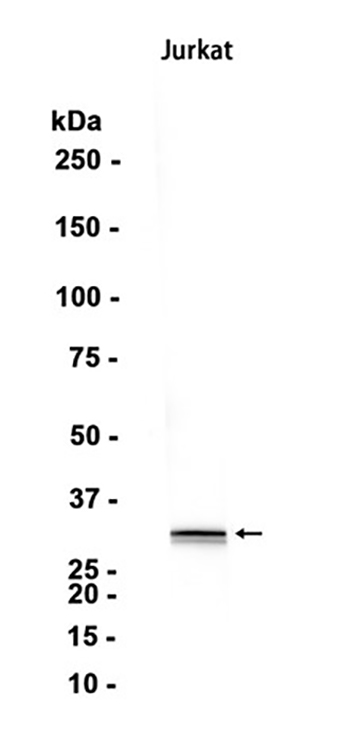 Caspase-6 (7O3) Rabbit Monoclonal Antibody | 兔单抗 | EnkiLife恩玑生命