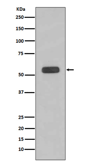 Caspase-8 (3Q3) Rabbit Monoclonal Antibody | 兔单抗 | EnkiLife恩玑生命