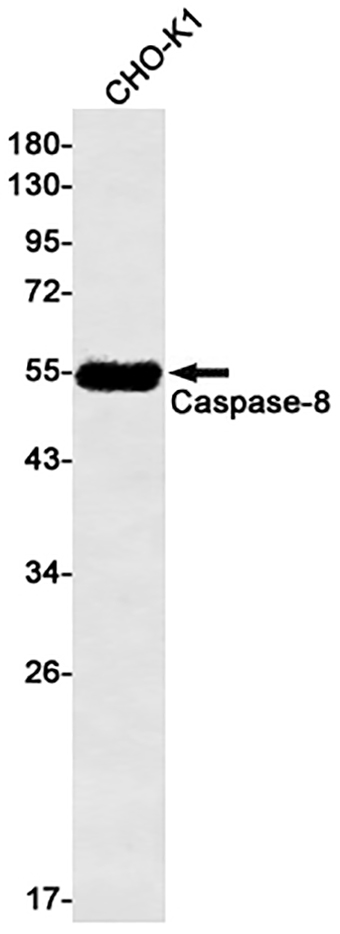Caspase-8 (4D3) Rabbit Monoclonal Antibody | 兔单抗 | EnkiLife恩玑生命