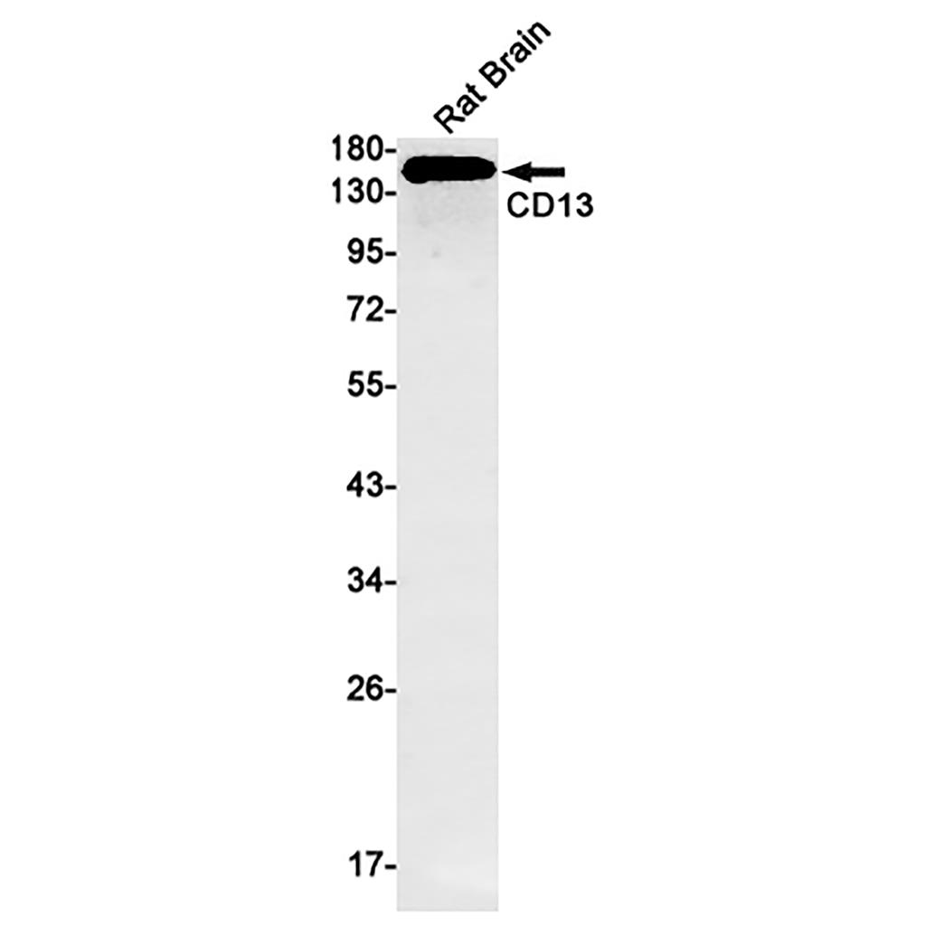 CD13 (14U5) Rabbit Monoclonal Antibody | 兔单抗 | EnkiLife恩玑生命