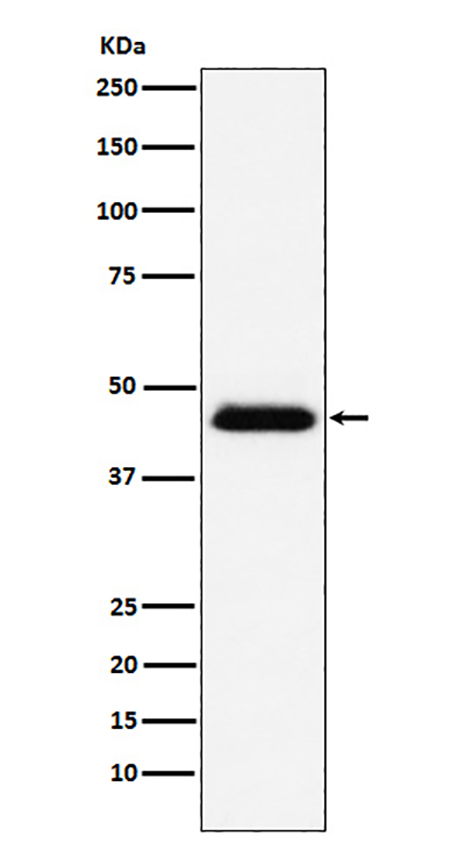 CD48 (15S10) Rabbit Monoclonal Antibody | 兔单抗 | EnkiLife恩玑生命
