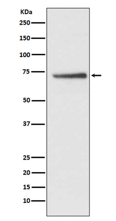 Cdc16/APC6 (16I13) Rabbit Monoclonal Antibody | 兔单抗 | EnkiLife恩玑生命
