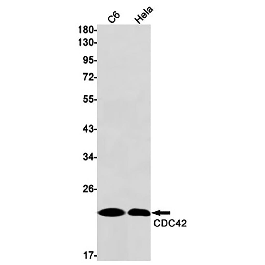 CDC42 (19Z6) Rabbit Monoclonal Antibody | 兔单抗 | EnkiLife恩玑生命