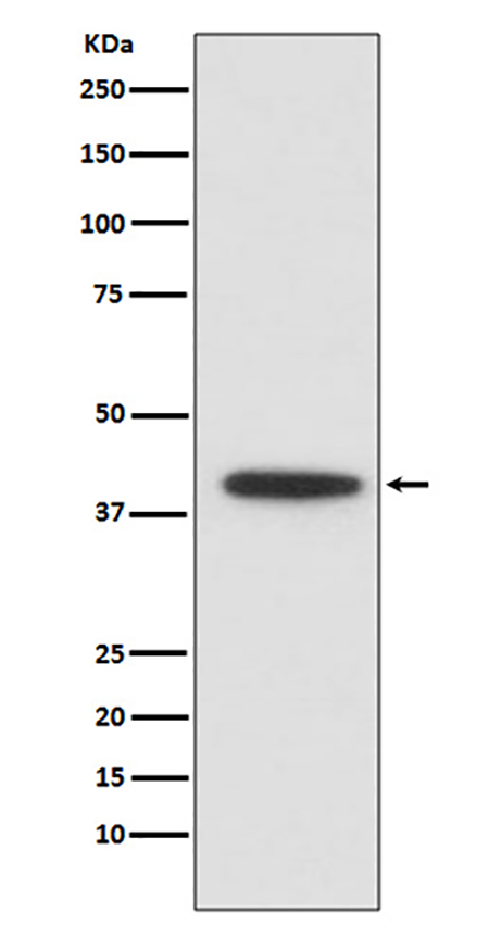 CEBP alpha (10Y5) Rabbit Monoclonal Antibody | 兔单抗 | EnkiLife恩玑生命
